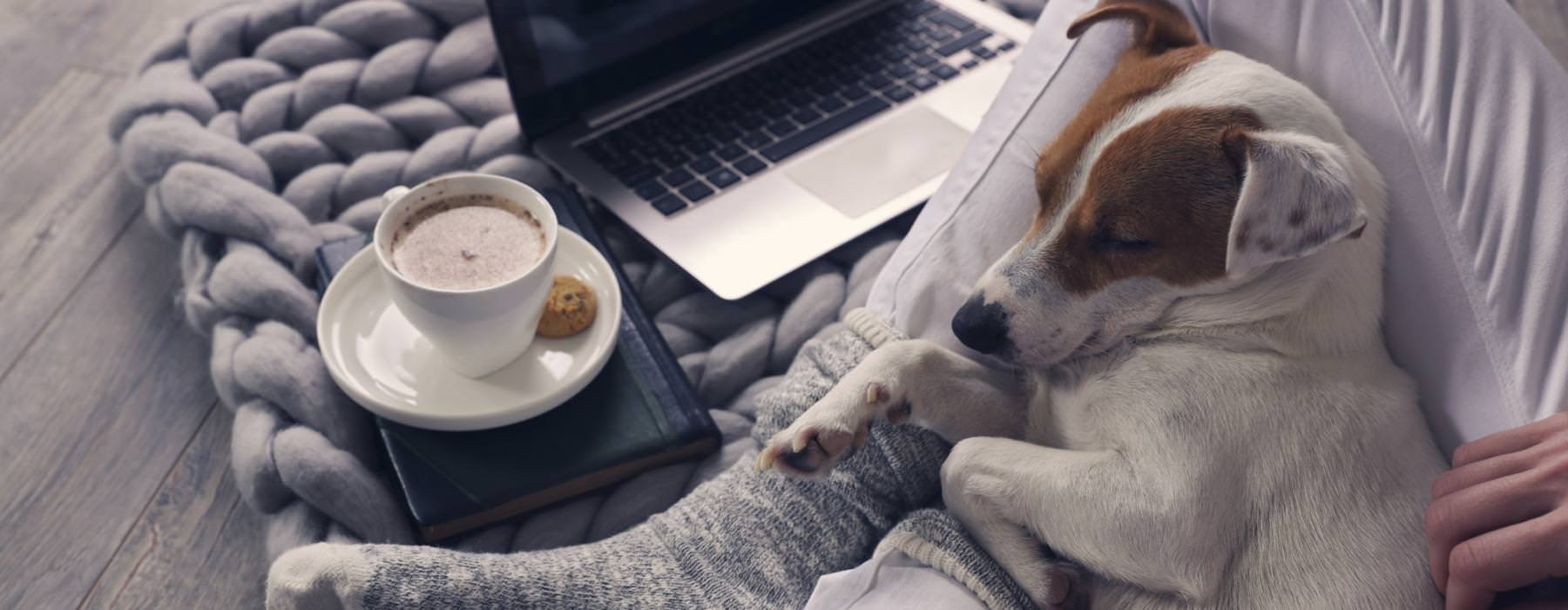 a dog lying on a blanket next to a laptop and a cup of coffee